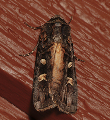Actebia fennica