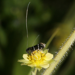 Adela septentrionella