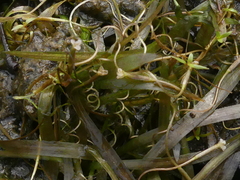 Vallisneria