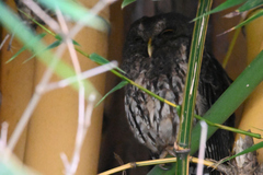 Strix virgata