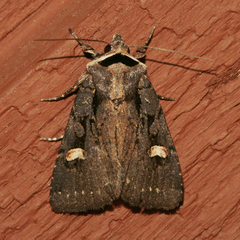 Adelphagrotis indeterminata