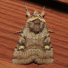 Adelphagrotis stellaris