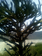 Myrtillocactus geometrizans