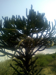 Myrtillocactus geometrizans