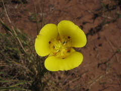 Calochortus luteus