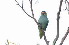 Parvipsitta porphyrocephala