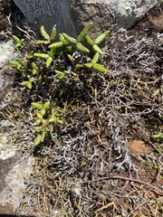 Doryopteris triphylla