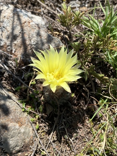 Frailea pygmaea