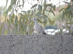 Streptopelia decaocto
