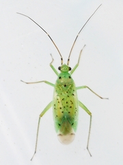 Ilnacora