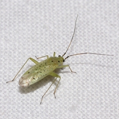 Ilnacora