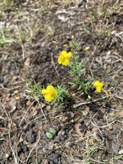 Scoparia montevidensis