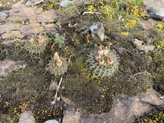 Parodia mammulosa