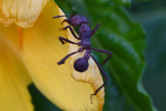 Acromyrmex octospinosus