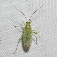 Ilnacora