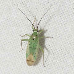 Ilnacora