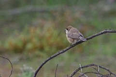 Aphelocephala leucopsis