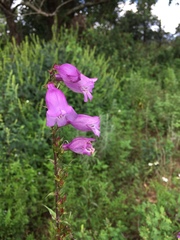 Penstemon campanulatus