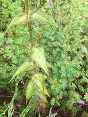 Penstemon campanulatus