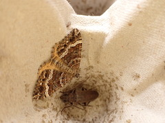 Chrysolarentia subrectaria