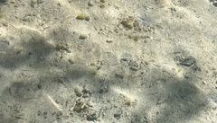 Atheriniformes