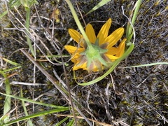 Aspilia montevidensis