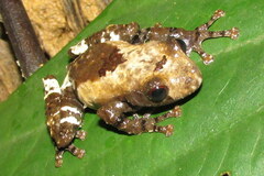 Theloderma baibungense