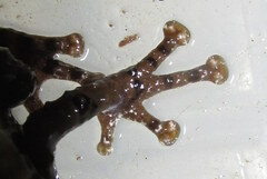 Theloderma baibungense