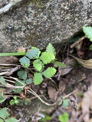 Doryopteris triphylla