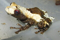 Theloderma baibungense