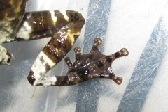 Theloderma baibungense