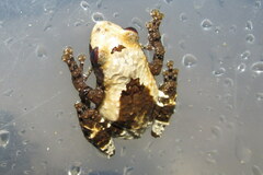 Theloderma baibungense