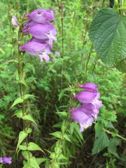 Penstemon campanulatus
