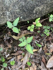 Doryopteris triphylla