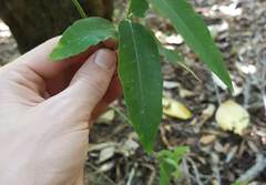 Parsonsia heterophylla