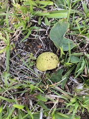 Dorstenia brasiliensis