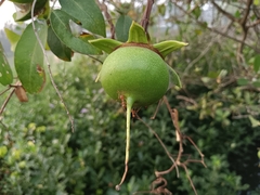 Sonneratia caseolaris