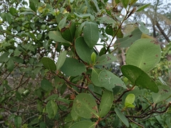 Sonneratia caseolaris