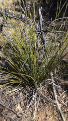 Nolina microcarpa