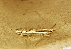 Orocrambus