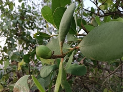 Sonneratia caseolaris