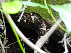 Erebus terminitincta