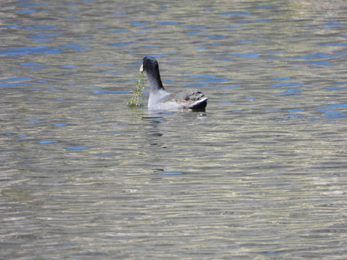 American Coot photographed in Louisiana