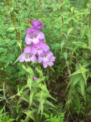 Penstemon campanulatus