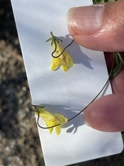 Neogaerrhinum filipes