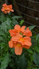 Crossandra
