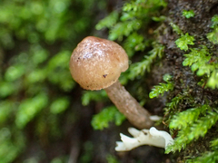 Entoloma cystomarginatum