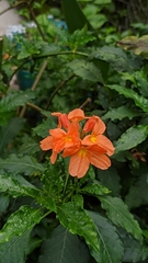 Crossandra