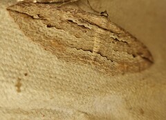 Austrocidaria gobiata