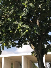 Artocarpus altilis